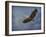 Heron Overhead-Jai Johnson-Framed Giclee Print