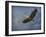 Heron Overhead-Jai Johnson-Framed Giclee Print