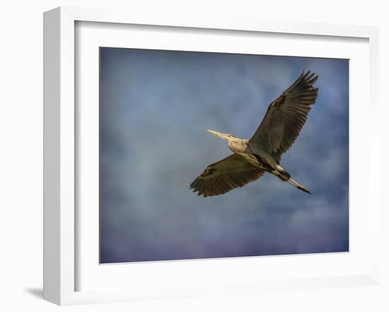 Heron Overhead-Jai Johnson-Framed Giclee Print