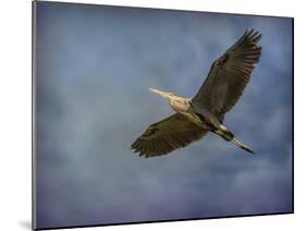 Heron Overhead-Jai Johnson-Mounted Giclee Print