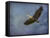 Heron Overhead-Jai Johnson-Framed Stretched Canvas