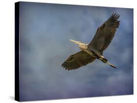 Heron Overhead-Jai Johnson-Stretched Canvas