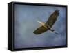 Heron Overhead-Jai Johnson-Framed Stretched Canvas