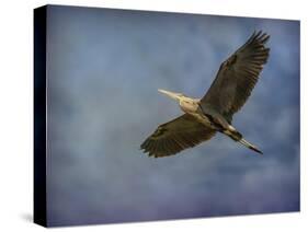 Heron Overhead-Jai Johnson-Stretched Canvas