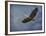 Heron Overhead-Jai Johnson-Framed Giclee Print