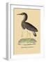 Heron Phaeton-null-Framed Art Print