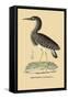 Heron Phaeton-null-Framed Stretched Canvas