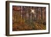 Heron Pond Cypress Trees-Steve Gadomski-Framed Photographic Print
