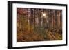 Heron Pond Cypress Trees-Steve Gadomski-Framed Photographic Print