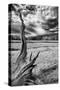 Heron Pond, Monochrome Version-Dean Fikar-Stretched Canvas