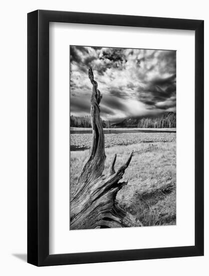 Heron Pond, Monochrome Version-Dean Fikar-Framed Photographic Print