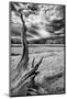 Heron Pond, Monochrome Version-Dean Fikar-Mounted Photographic Print