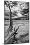 Heron Pond, Monochrome Version-Dean Fikar-Mounted Photographic Print