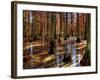 Heron Pond-Stephen Arens-Framed Photographic Print