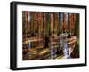 Heron Pond-Stephen Arens-Framed Photographic Print