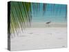 Heron Wading Along Water's Edge on Tropical Beach, Maldives, Indian Ocean-Papadopoulos Sakis-Stretched Canvas