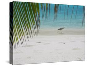 Heron Wading Along Water's Edge on Tropical Beach, Maldives, Indian Ocean-Papadopoulos Sakis-Stretched Canvas