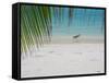 Heron Wading Along Water's Edge on Tropical Beach, Maldives, Indian Ocean-Papadopoulos Sakis-Framed Stretched Canvas