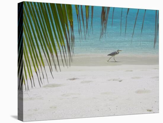 Heron Wading Along Water's Edge on Tropical Beach, Maldives, Indian Ocean-Papadopoulos Sakis-Stretched Canvas