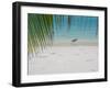 Heron Wading Along Water's Edge on Tropical Beach, Maldives, Indian Ocean-Papadopoulos Sakis-Framed Photographic Print