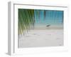 Heron Wading Along Water's Edge on Tropical Beach, Maldives, Indian Ocean-Papadopoulos Sakis-Framed Photographic Print