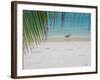 Heron Wading Along Water's Edge on Tropical Beach, Maldives, Indian Ocean-Papadopoulos Sakis-Framed Photographic Print