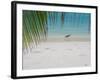 Heron Wading Along Water's Edge on Tropical Beach, Maldives, Indian Ocean-Papadopoulos Sakis-Framed Photographic Print