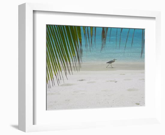 Heron Wading Along Water's Edge on Tropical Beach, Maldives, Indian Ocean-Papadopoulos Sakis-Framed Photographic Print