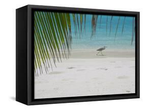 Heron Wading Along Water's Edge on Tropical Beach, Maldives, Indian Ocean-Papadopoulos Sakis-Framed Stretched Canvas