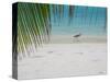 Heron Wading Along Water's Edge on Tropical Beach, Maldives, Indian Ocean-Papadopoulos Sakis-Stretched Canvas