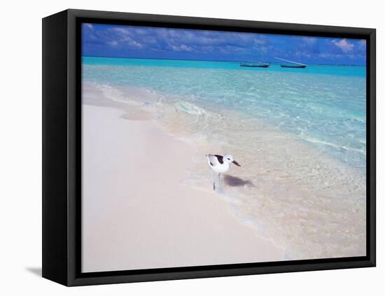 Heron Walking Along Waters Edge on Tropical Beach, Maldives, Indian Ocean-Sakis Papadopoulos-Framed Stretched Canvas
