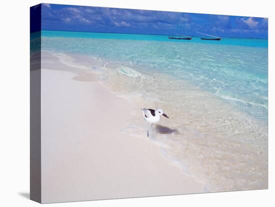 Heron Walking Along Waters Edge on Tropical Beach, Maldives, Indian Ocean-Sakis Papadopoulos-Stretched Canvas