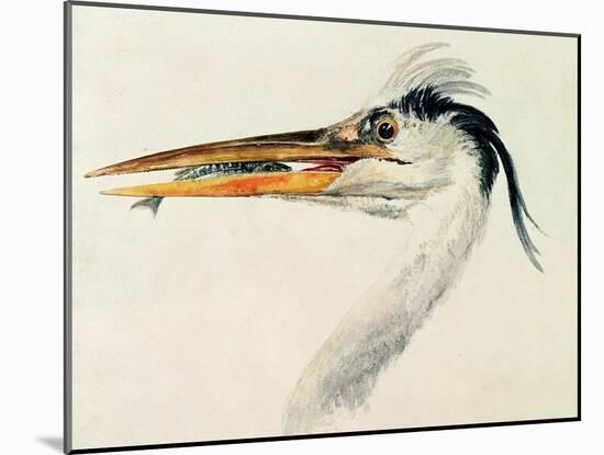 Heron with a Fish-J. M. W. Turner-Mounted Giclee Print