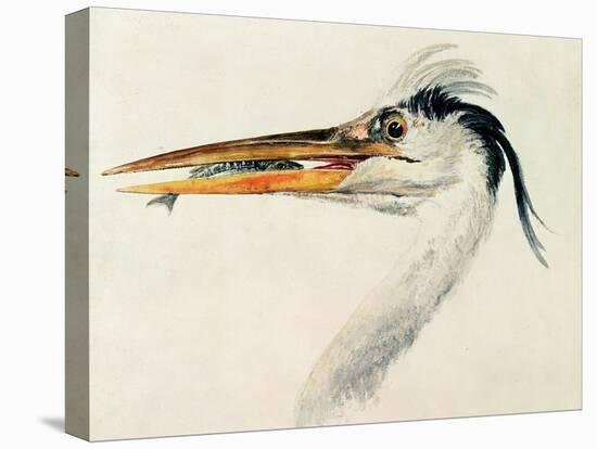 Heron with a Fish-J. M. W. Turner-Stretched Canvas