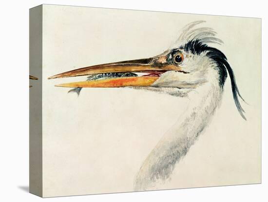 Heron with a Fish-J. M. W. Turner-Stretched Canvas