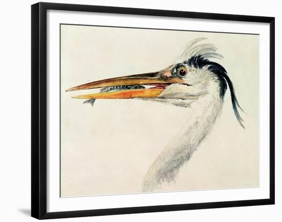 Heron with a Fish-J. M. W. Turner-Framed Giclee Print