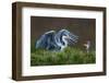 Heron with Chick-Xavier Ortega-Framed Photographic Print