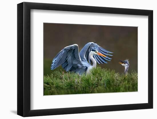 Heron with Chick-Xavier Ortega-Framed Photographic Print