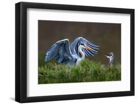 Heron with Chick-Xavier Ortega-Framed Photographic Print