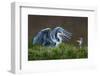 Heron with Chick-Xavier Ortega-Framed Photographic Print