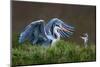 Heron with Chick-Xavier Ortega-Mounted Photographic Print