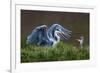 Heron with Chick-Xavier Ortega-Framed Photographic Print