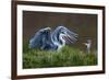 Heron with Chick-Xavier Ortega-Framed Photographic Print