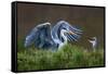 Heron with Chick-Xavier Ortega-Framed Stretched Canvas