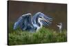Heron with Chick-Xavier Ortega-Stretched Canvas