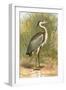 Heron-English-Framed Giclee Print