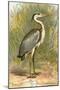 Heron-English-Mounted Giclee Print