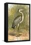 Heron-English-Framed Stretched Canvas