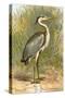 Heron-English-Stretched Canvas