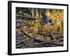 Heron-Jeff Tift-Framed Giclee Print